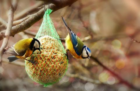 des oiseaux qui se nourrissent