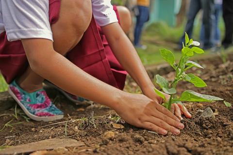 un enfant qui plante une plante en terre en millieu urbain