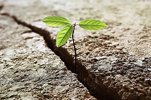 image plante